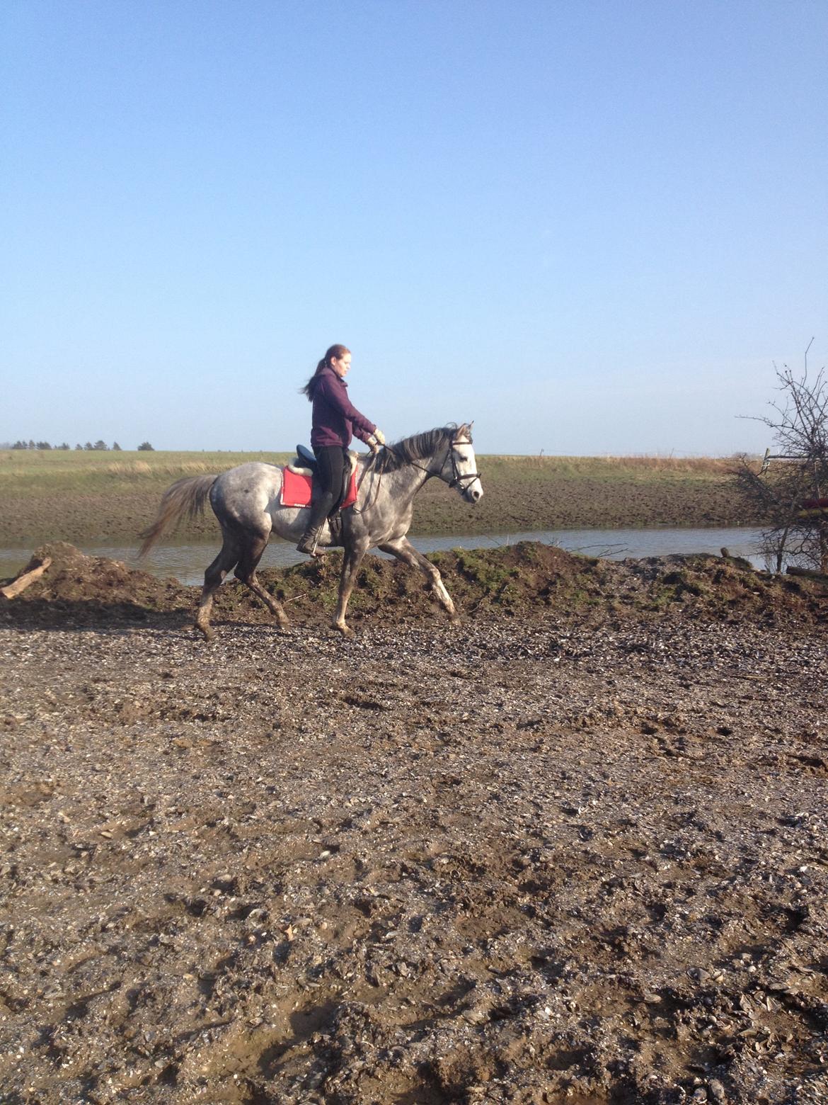 Anden særlig race Østermarkens Chassie billede 3