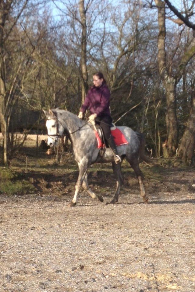 Anden særlig race Østermarkens Chassie billede 4