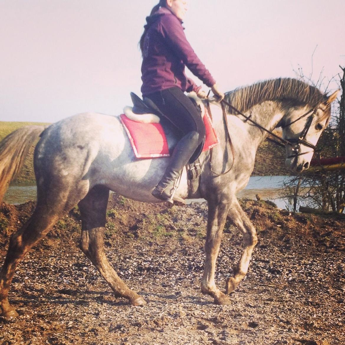 Anden særlig race Østermarkens Chassie billede 5