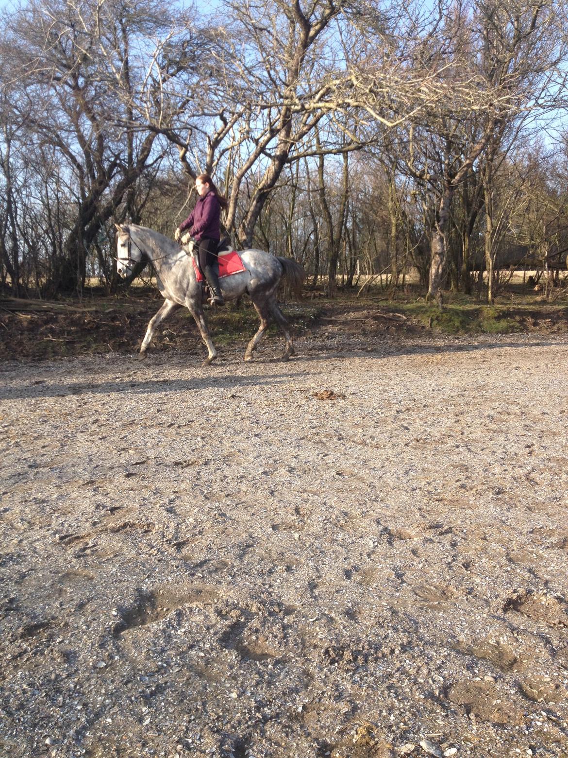 Anden særlig race Østermarkens Chassie billede 6