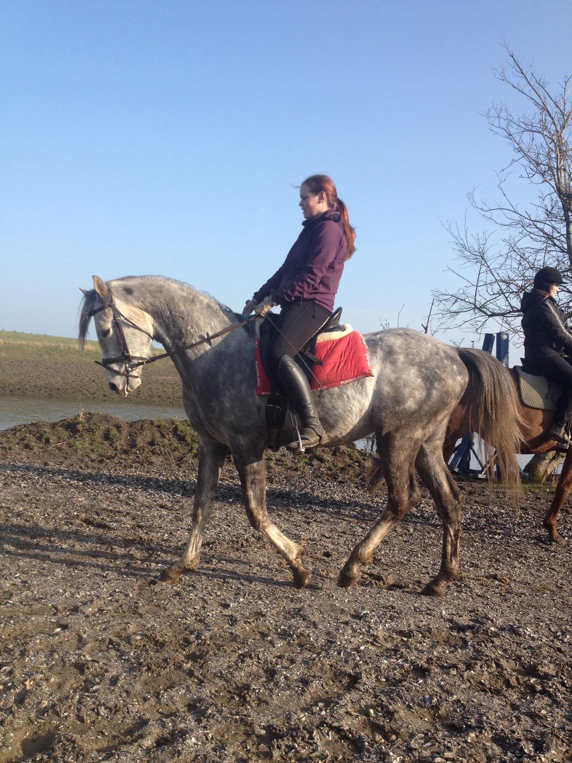 Anden særlig race Østermarkens Chassie billede 7