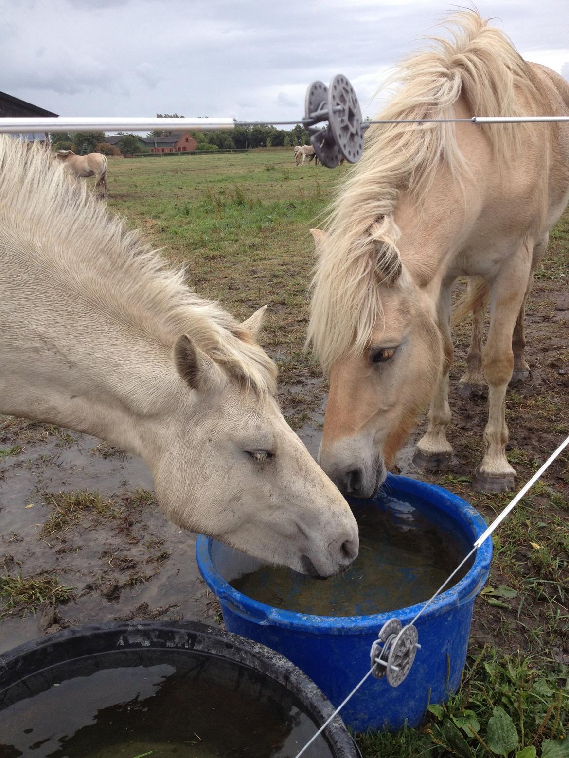 Fjordhest Bjørk Bindernæs (Følle) [Elevhest] - Følle og hendes halvbror Jason  billede 2