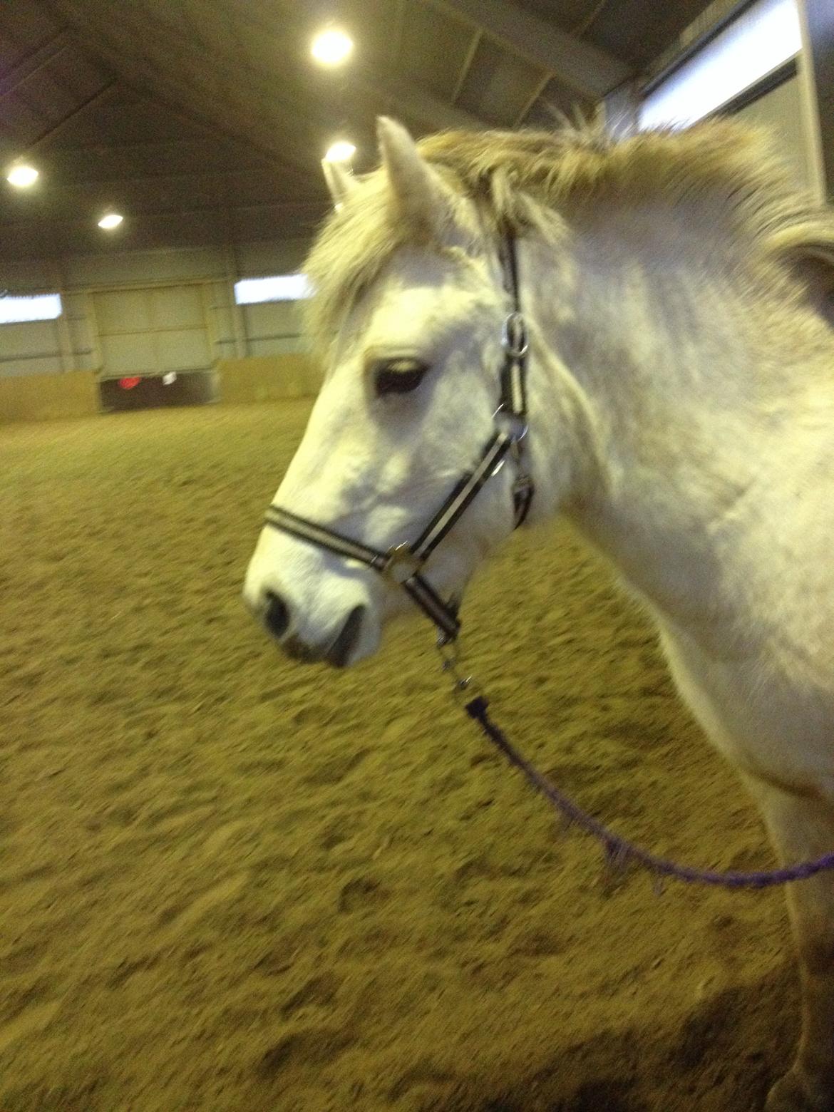 Fjordhest Bjørk Bindernæs (Følle) [Elevhest] billede 3