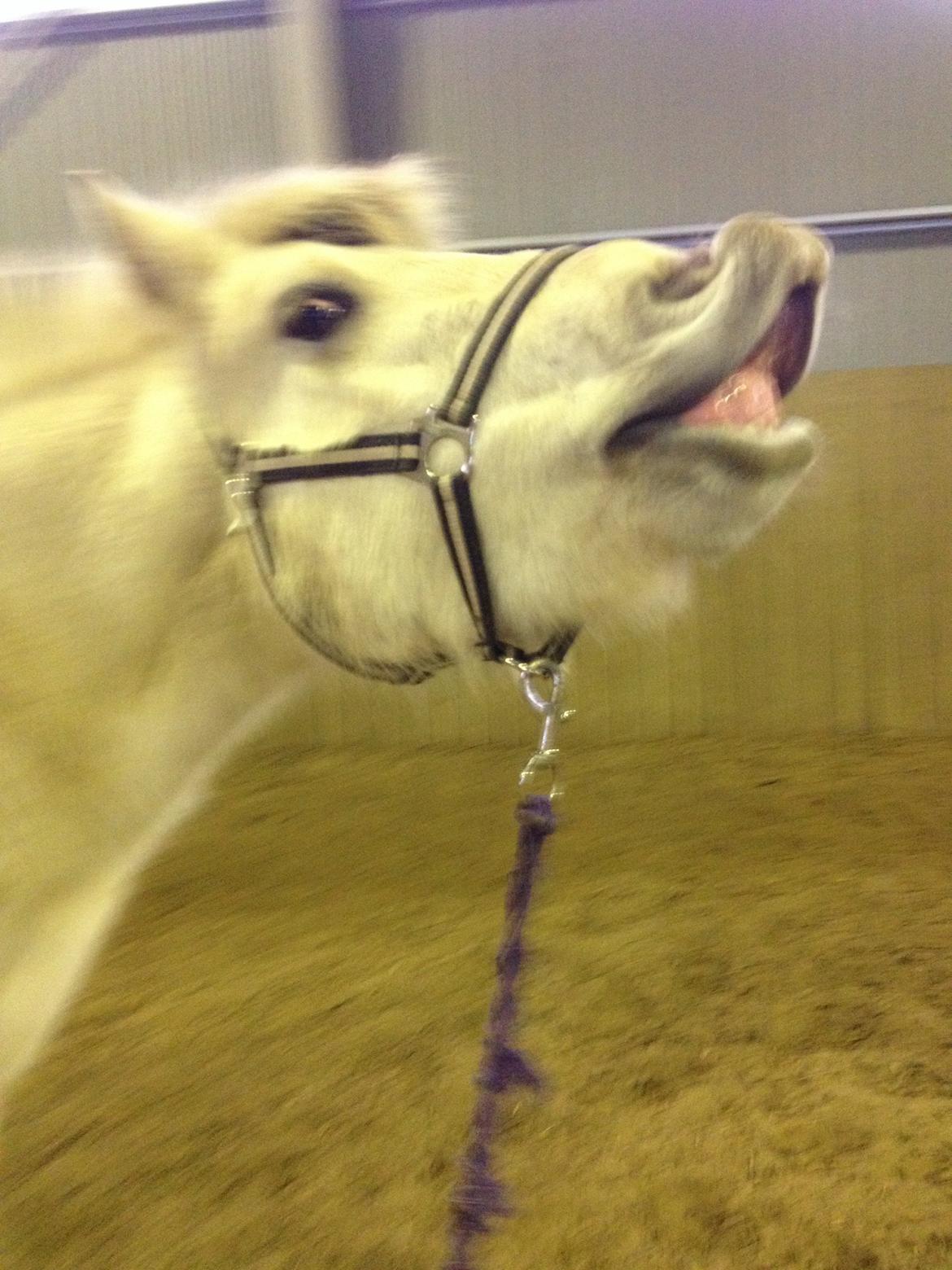 Fjordhest Bjørk Bindernæs (Følle) [Elevhest] billede 4