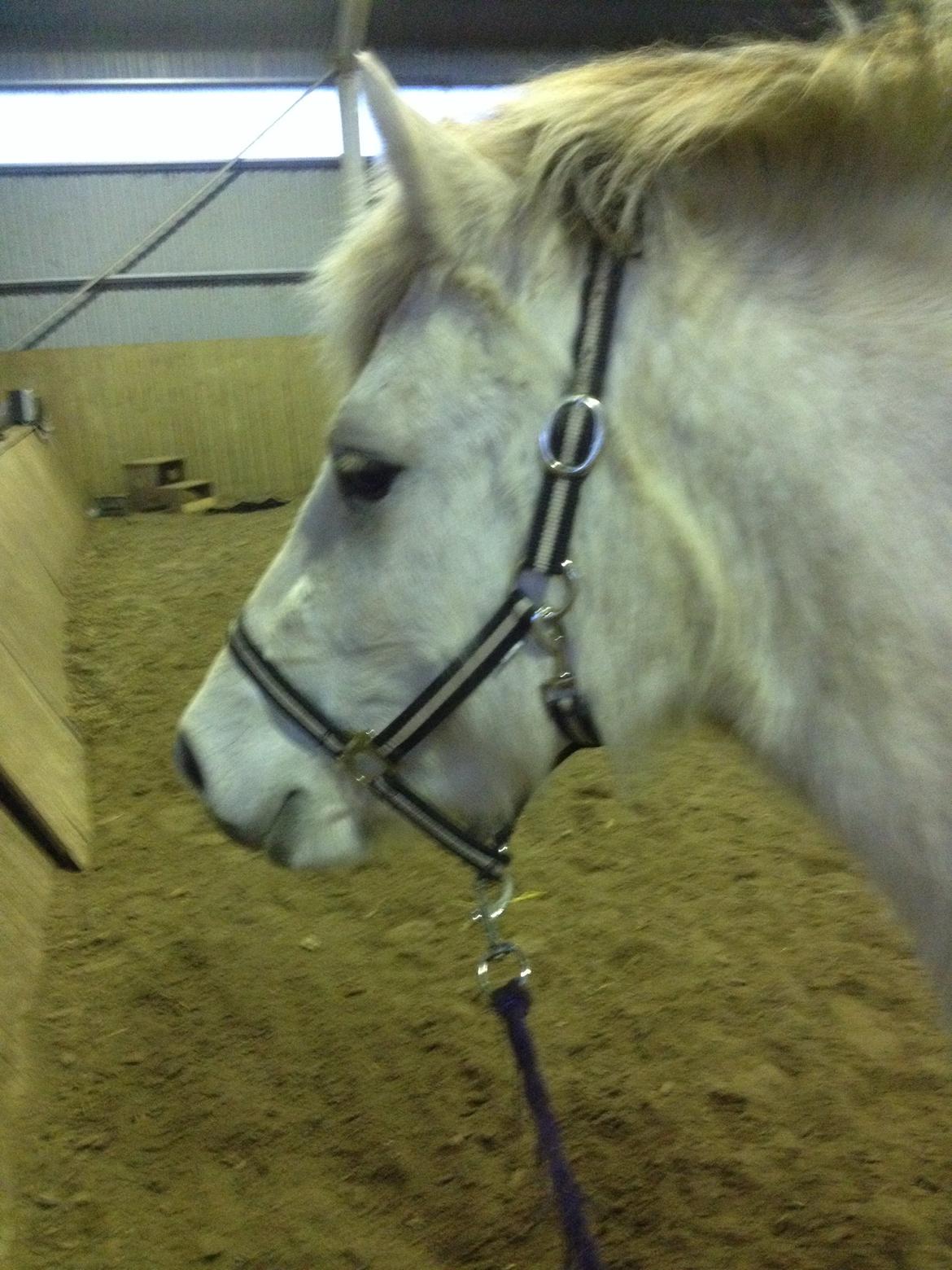 Fjordhest Bjørk Bindernæs (Følle) [Elevhest] billede 5