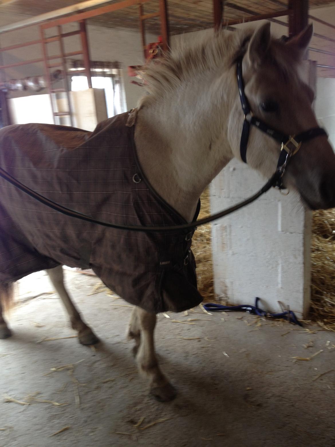 Fjordhest Bjørk Bindernæs (Følle) [Elevhest] - Følle først gang med dækken på  billede 6