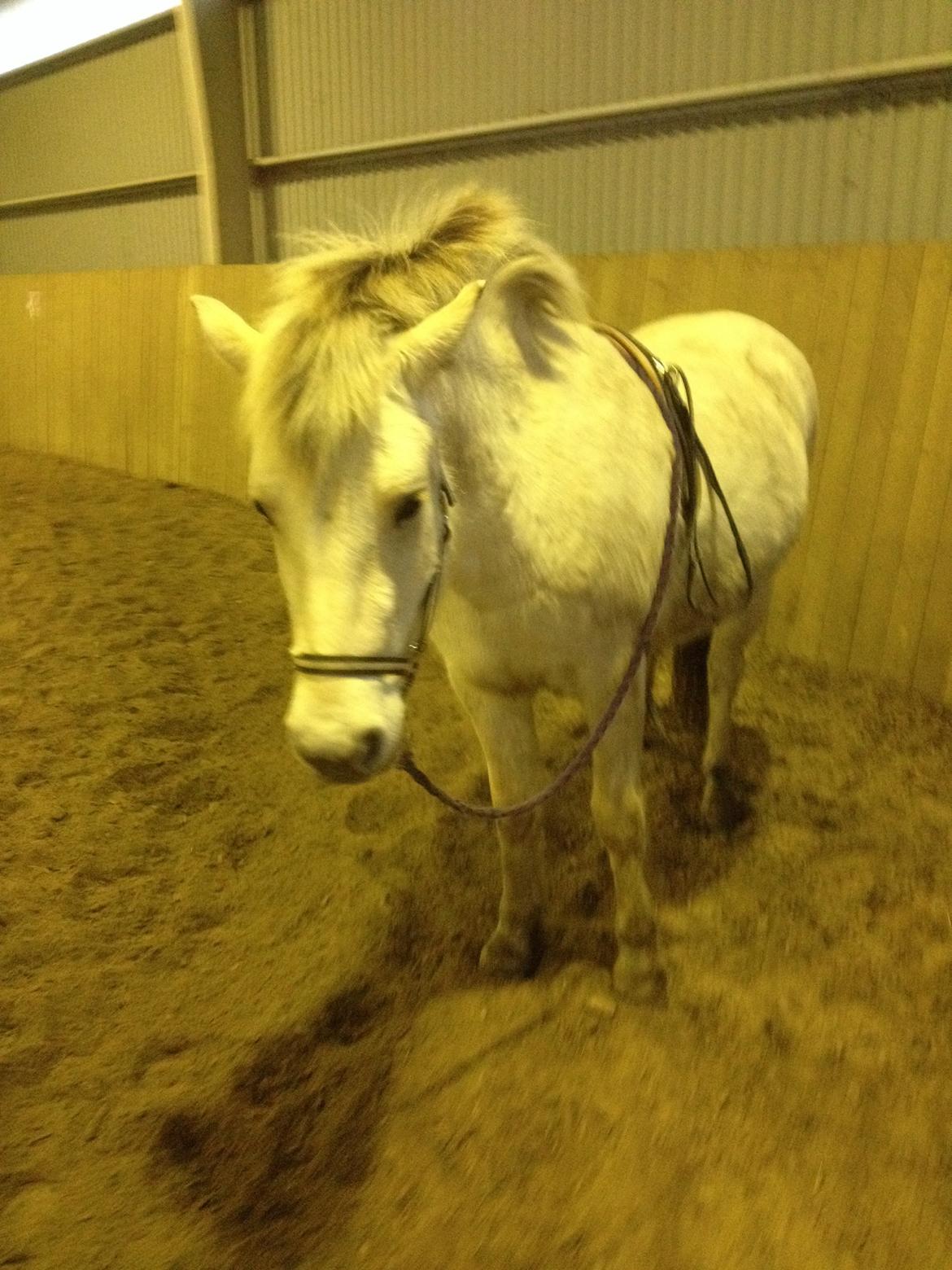 Fjordhest Bjørk Bindernæs (Følle) [Elevhest] - Sur over at skulle lave noget  billede 11