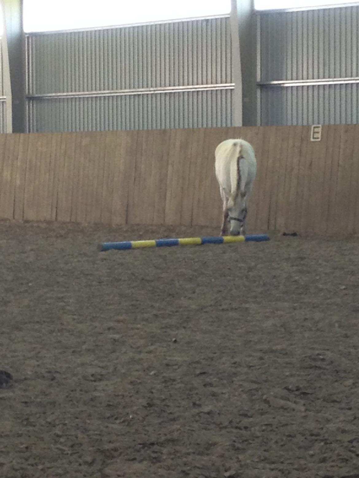 Fjordhest Bjørk Bindernæs (Følle) [Elevhest] billede 7