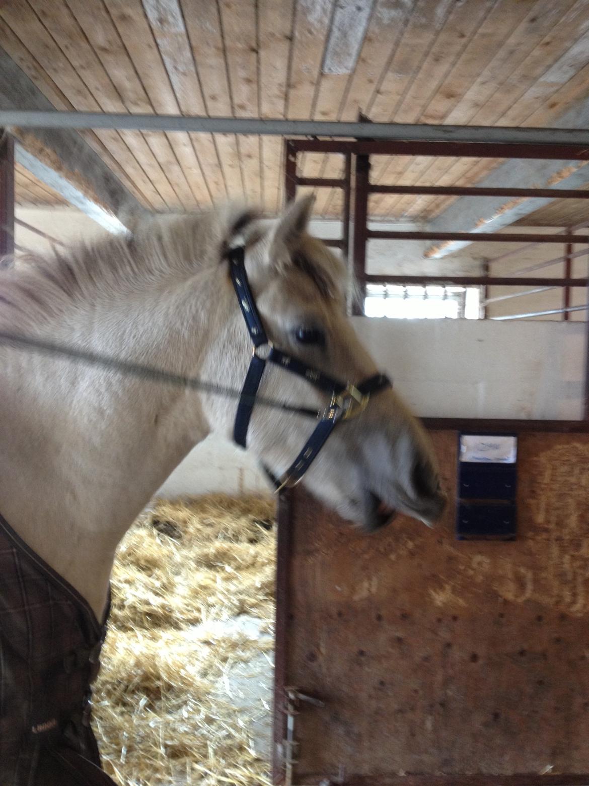 Fjordhest Bjørk Bindernæs (Følle) [Elevhest] billede 8