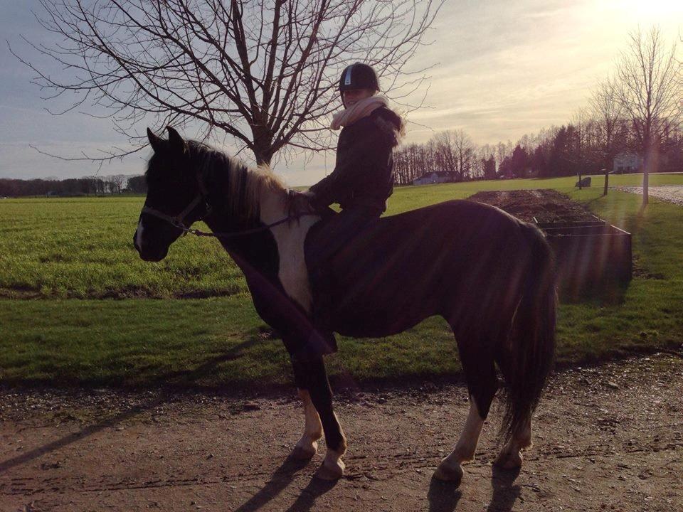 Anden særlig race Boston (en ener) (stjernen)  <3 - sidste dag med min skat :( <3 billede 20