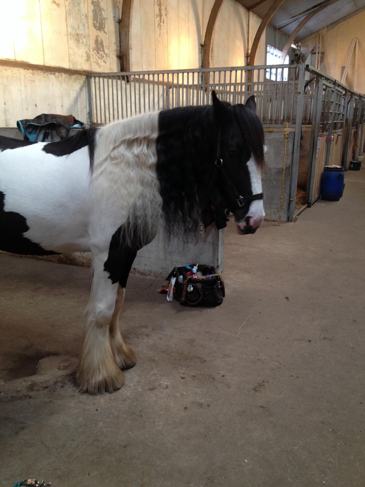 Irish Cob shadow billede 22