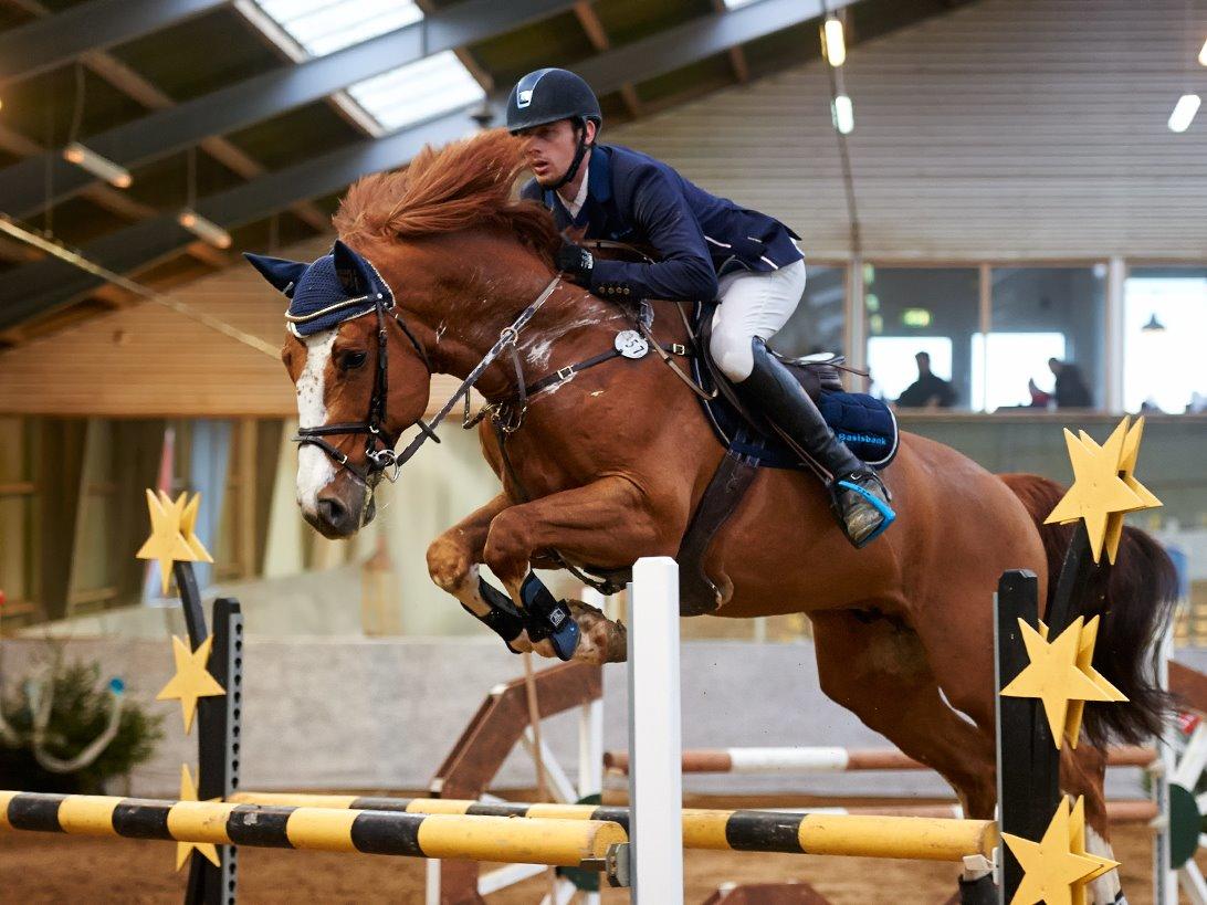 Dansk Varmblod Sartors Tiamo billede 3