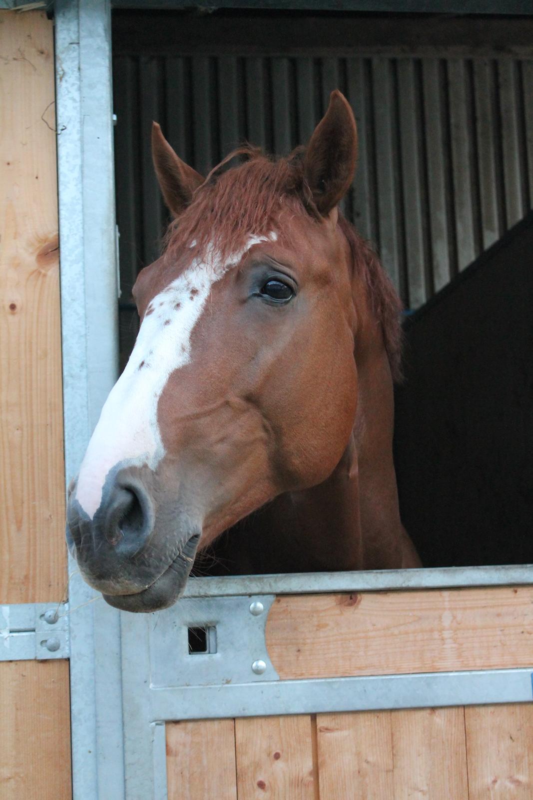 Dansk Varmblod Sartors Tiamo billede 21