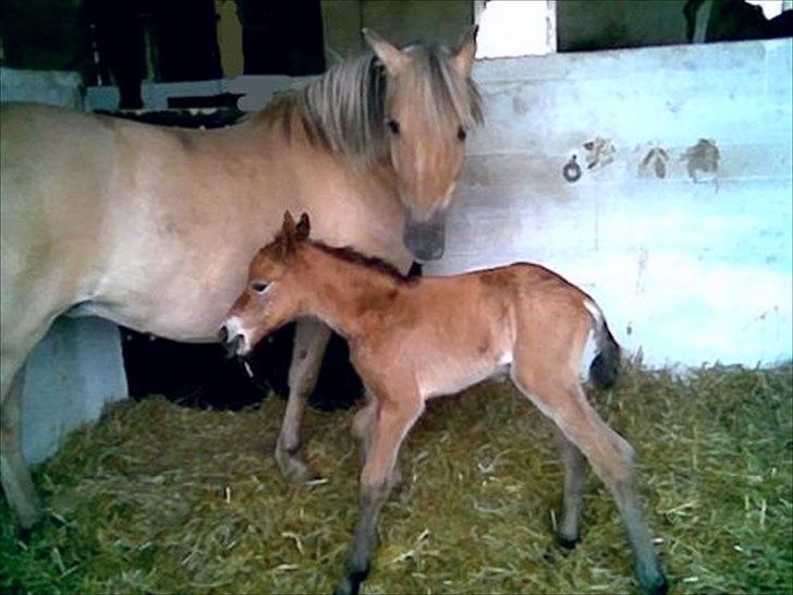 Anden særlig race kiara billede 20