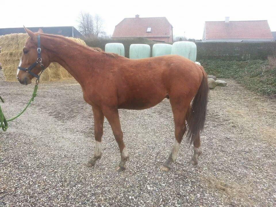 Dansk Varmblod Picasso billede 16