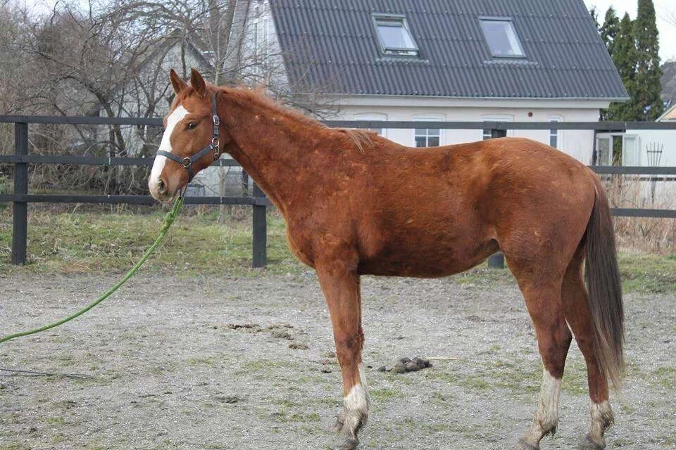 Dansk Varmblod Picasso billede 17