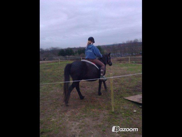 Anden særlig race Blackie - (lånt af min tante) Første gang jeg rider ham med sadel og hovedtøj. billede 13