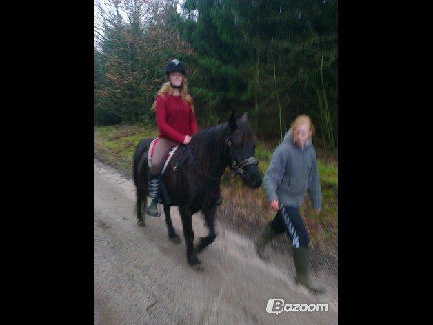 Anden særlig race Blackie billede 14