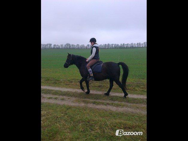 Anden særlig race Blackie - (Lånt af min tante) Weee, på tur! billede 6