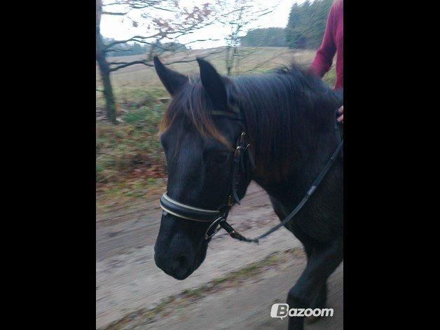 Anden særlig race Blackie - (Lånt af min tante) Jeg er så klar! billede 10