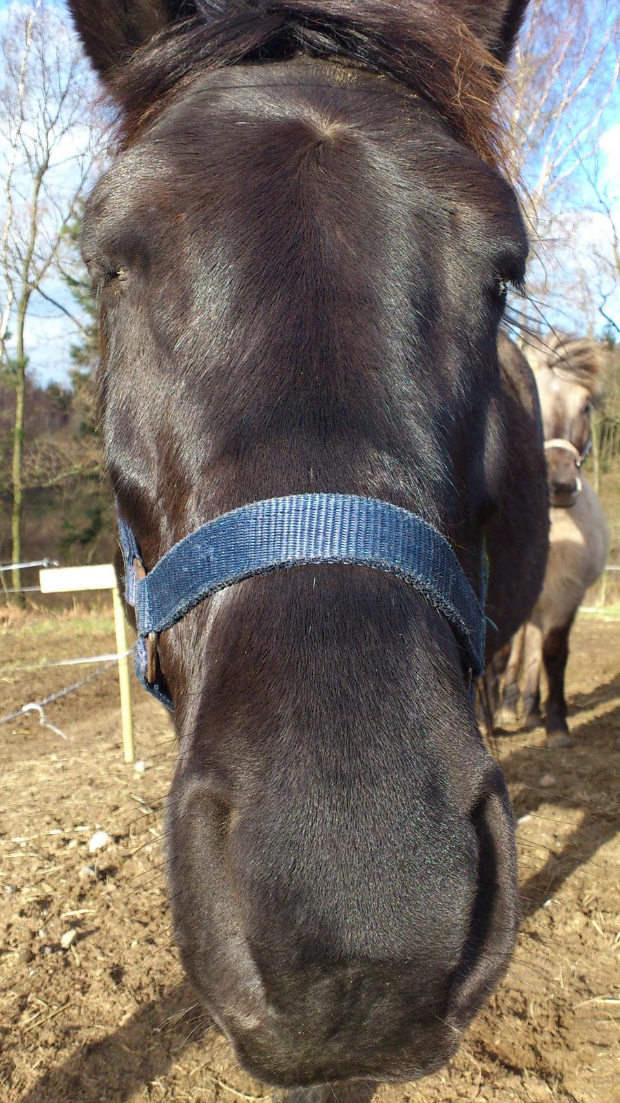 Anden særlig race Blackie - Er jeg ikke dejlig? billede 15