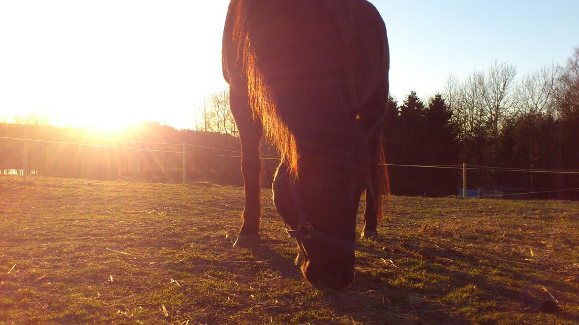 Anden særlig race Blackie - Smukke Blackie i solskin..  billede 4