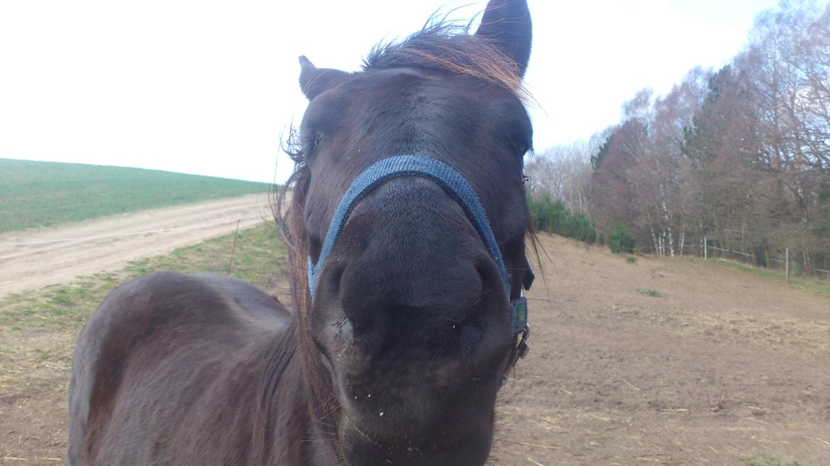 Anden særlig race Blackie - Myyys! billede 2