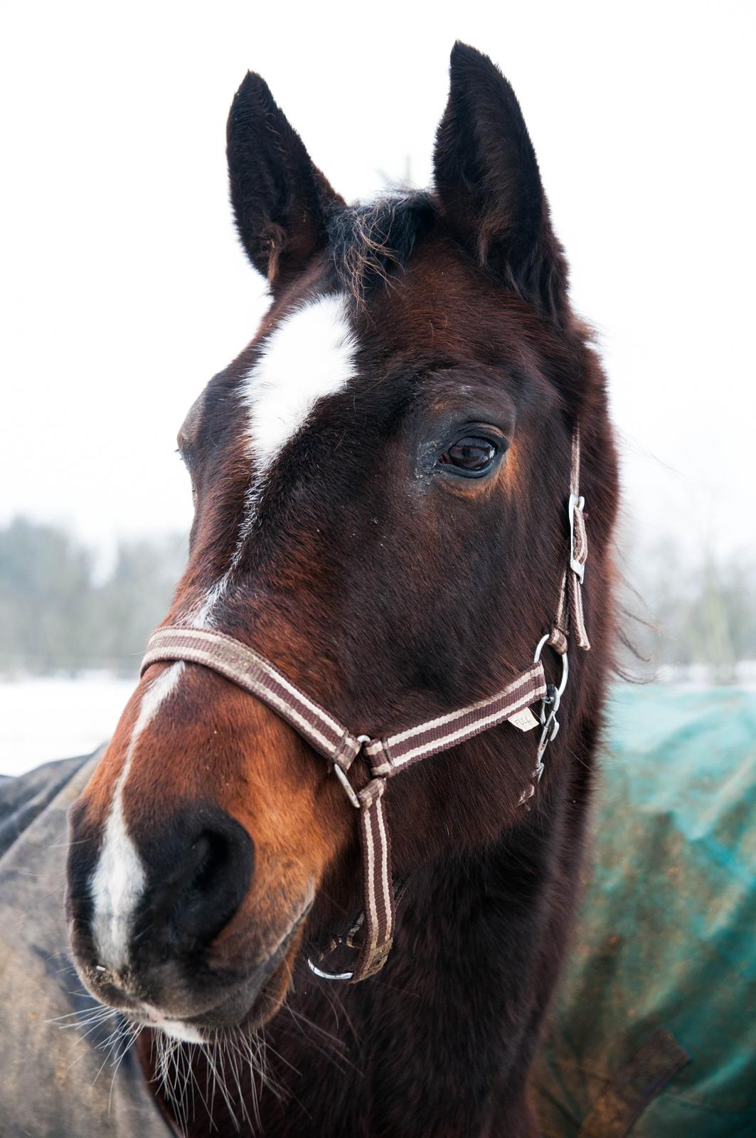 Dansk Varmblod Malou Rishøj billede 4