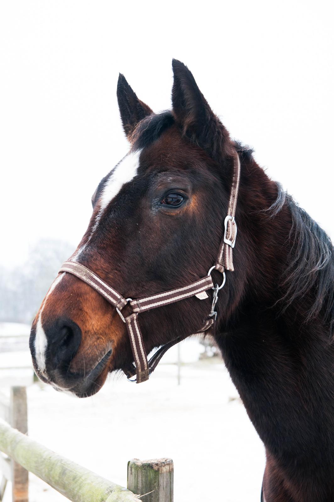 Dansk Varmblod Malou Rishøj - Malou, ca. 5 år efter vi gav hende væk... Hun bliver nu 25 til sommer! :) billede 1