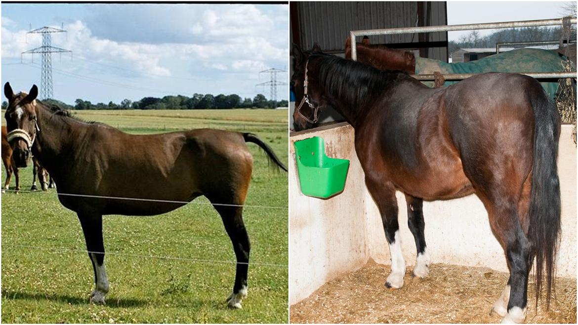 Dansk Varmblod Malou Rishøj - Billedet til højre viser Malou's nu lange hale, efter 5 år :) Hun må trives :) billede 6