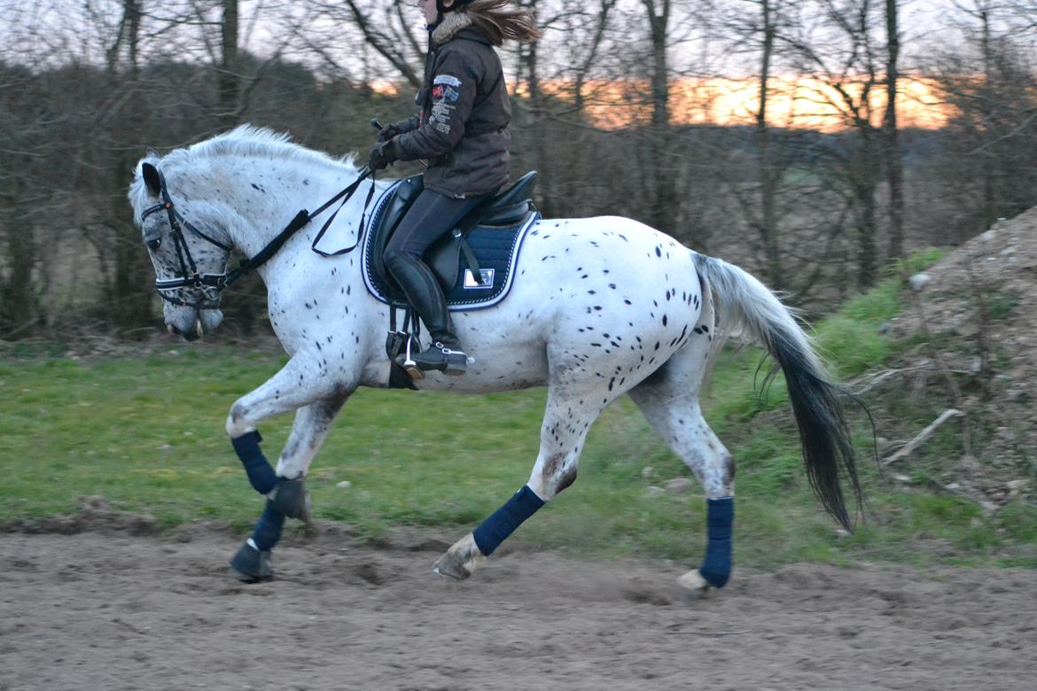 Knabstrupper Xander billede 36