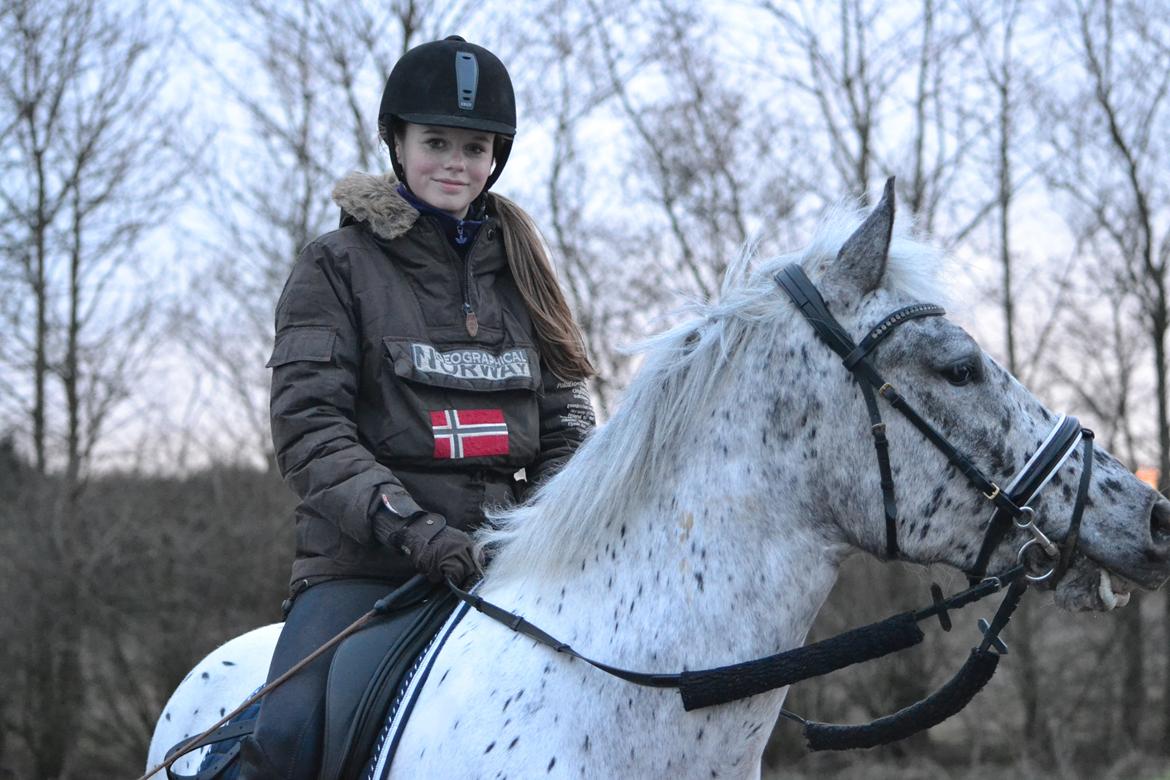 Knabstrupper Xander billede 38