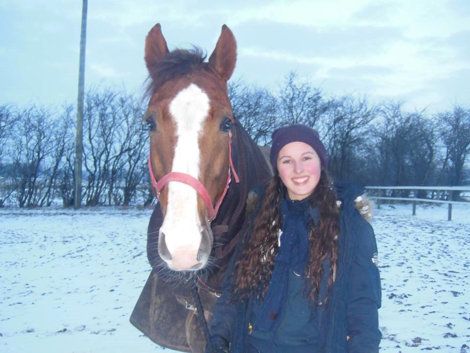 Dansk Varmblod Latino Lorenzo billede 8