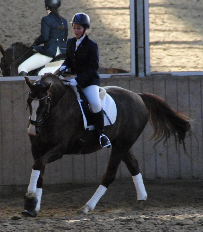 Dansk Varmblod Latino Lorenzo billede 21