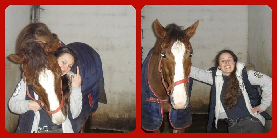 Dansk Varmblod Latino Lorenzo billede 11