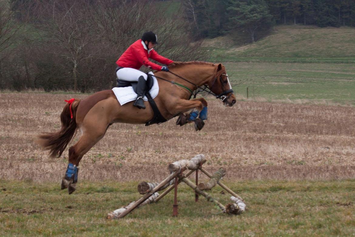 Welsh Cob (sec D) Valhallas Lord Matrafal billede 43