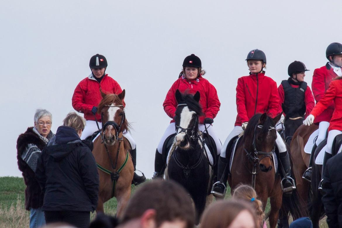 Welsh Cob (sec D) Valhallas Lord Matrafal billede 47