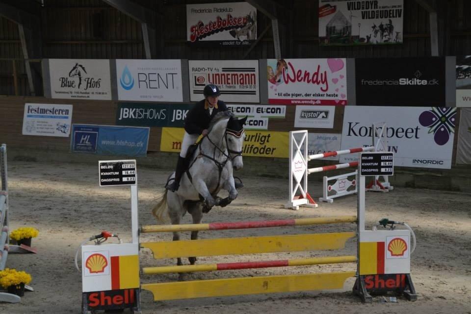 Dansk Varmblod CARIBA billede 7