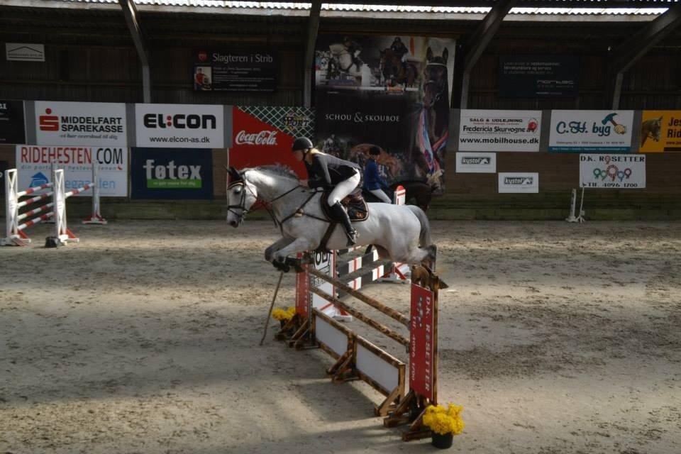 Dansk Varmblod CARIBA billede 8