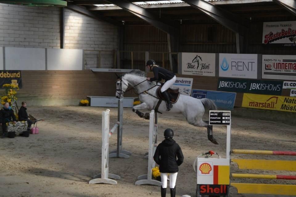 Dansk Varmblod CARIBA billede 9