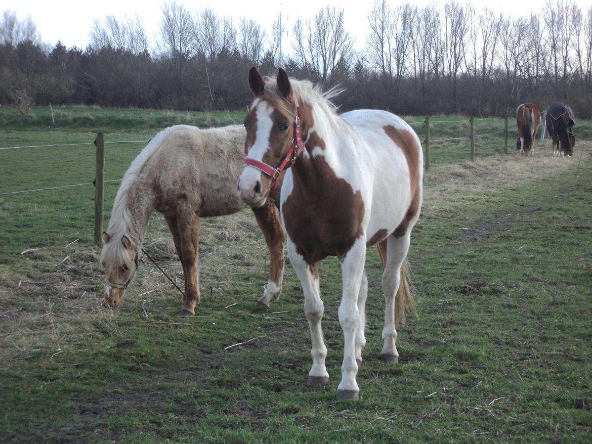 Anden særlig race Mc Queen - Mc queen og det føl, som har går på mark med billede 16