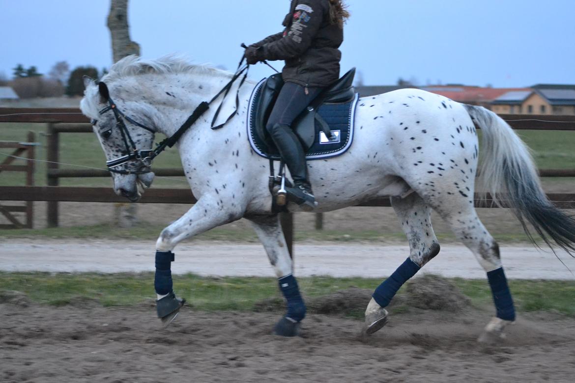 Knabstrupper Xander billede 31