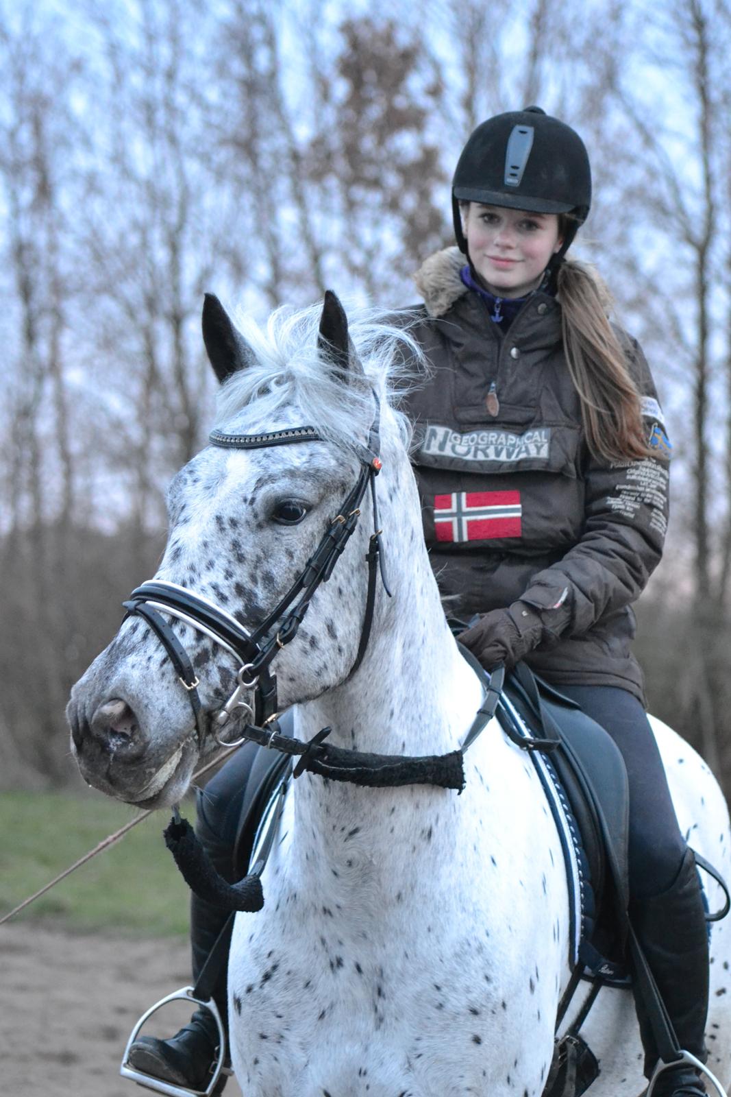 Knabstrupper Xander billede 33