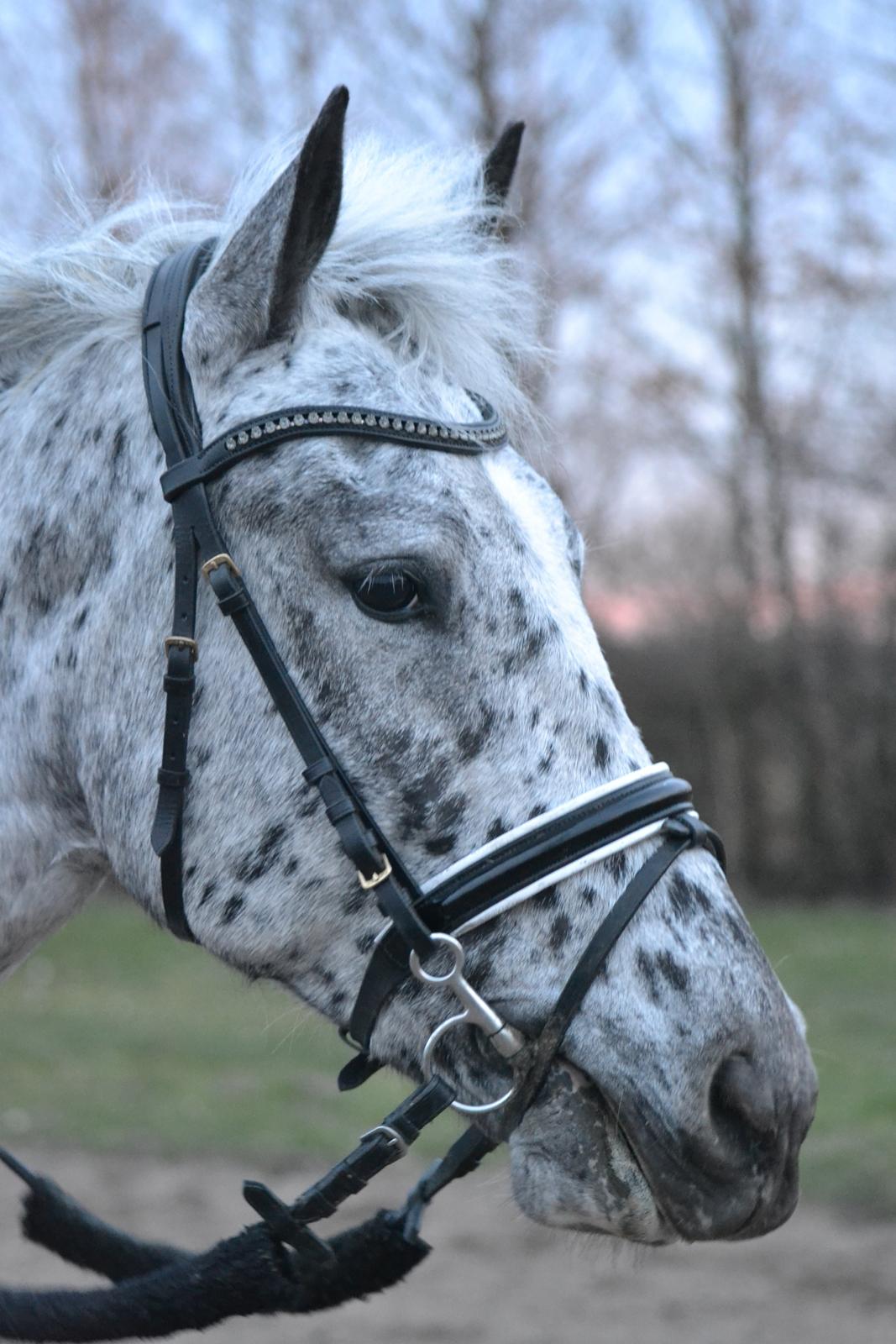 Knabstrupper Xander billede 35