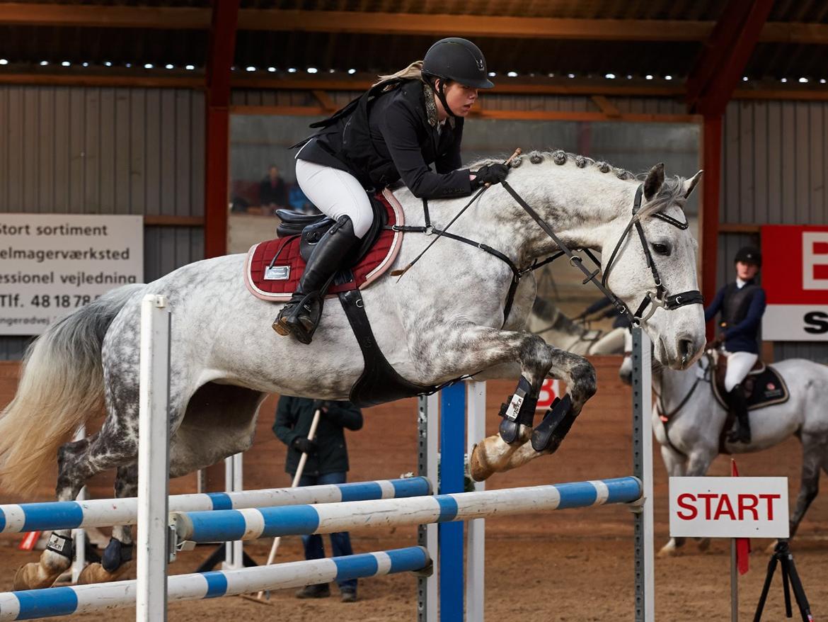 Dansk Varmblod Nicolina Lille Lunden - Slangerup-Lynge, LB** - Billedet er købt og betalt  billede 1