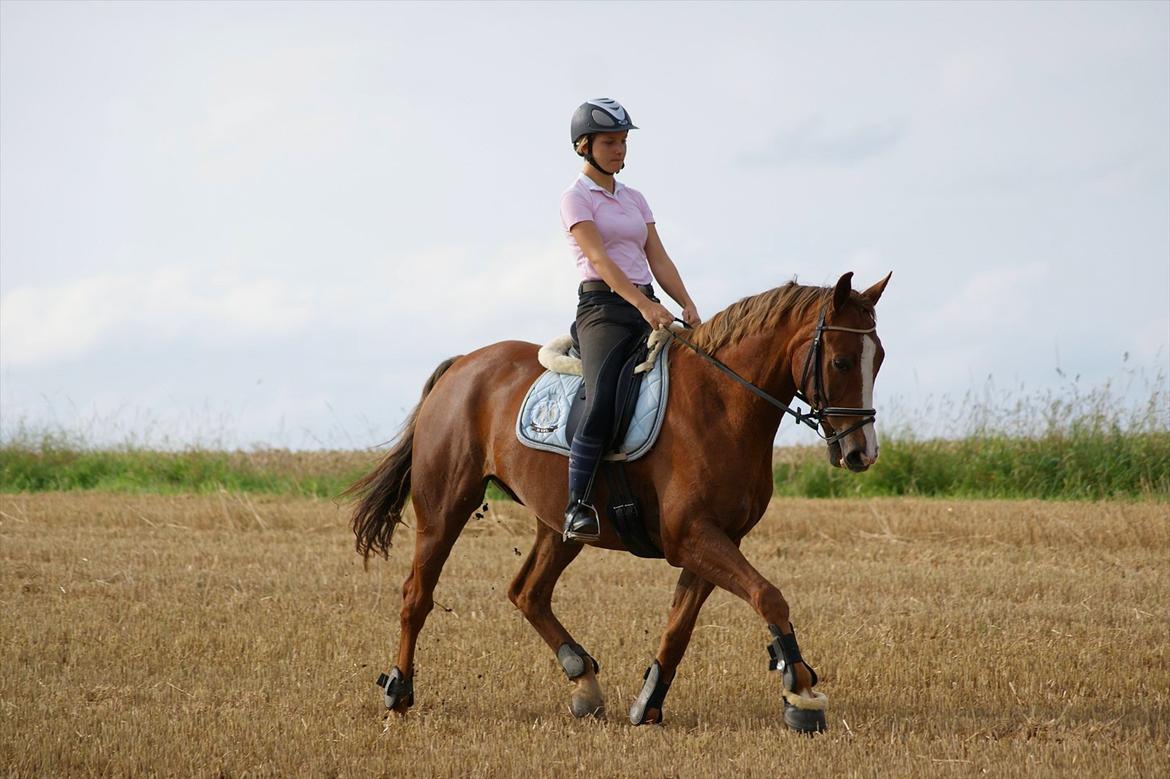 Dansk Varmblod | Dalbæks Anthony [R.I.P 19/6-12] - 4. - Dressur på stubmarken.
- Foto: 26/8-11 - Elise Nørby  billede 4