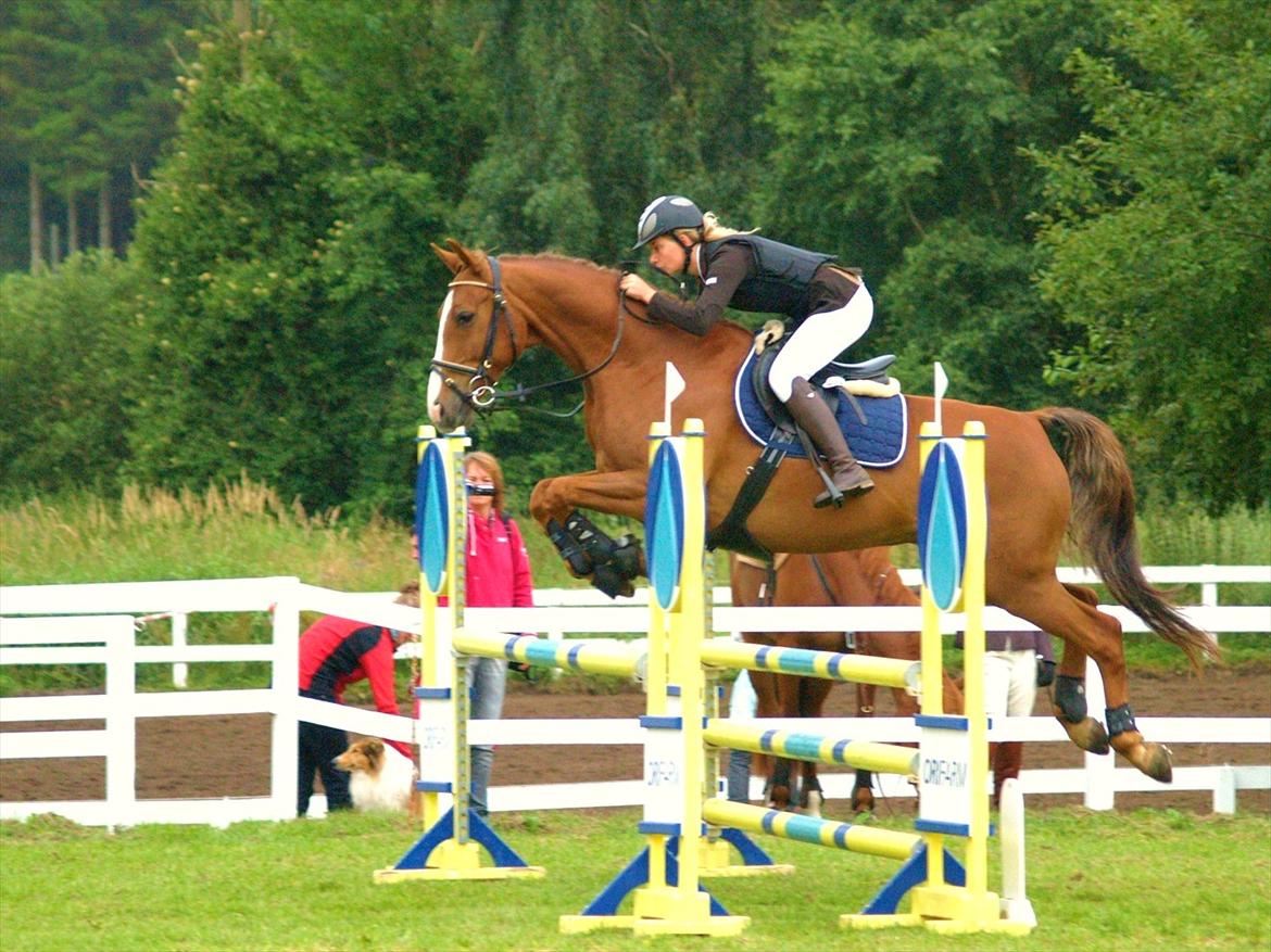 Dansk Varmblod | Dalbæks Anthony [R.I.P 19/6-12] - 6. - Jysk Rideuge 2011, her rider vi LC, det gik rigtig godt.
 - Foto: 22. Juli 2011 - Erik Nørgaard billede 6