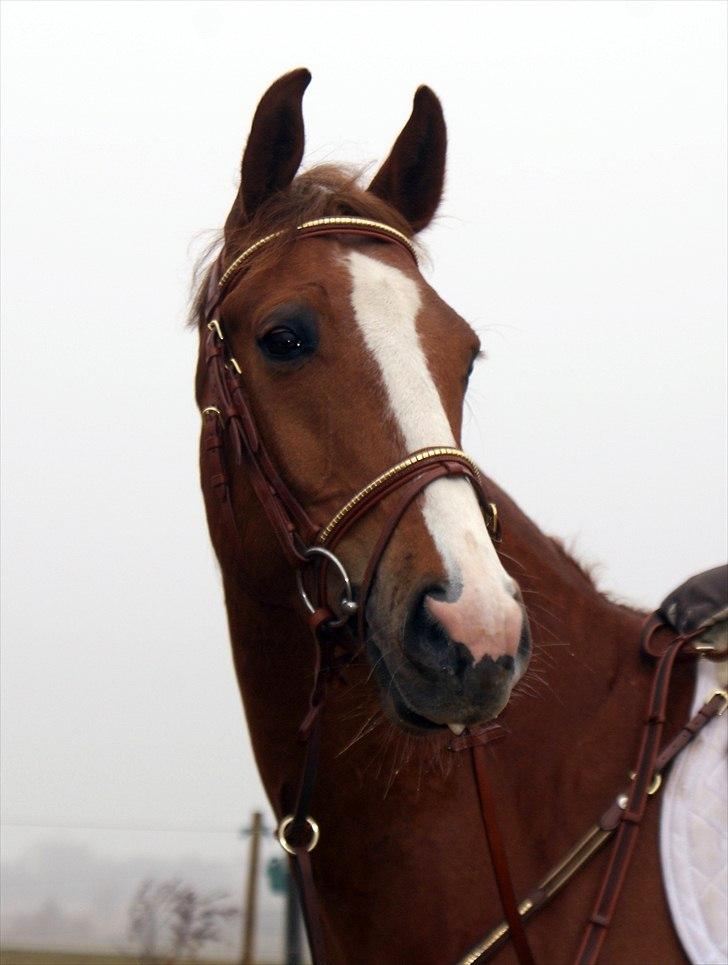 Dansk Varmblod | Dalbæks Anthony [R.I.P 19/6-12] - 9. -Lige et super smuk hoved billede af bassen. :)
 - Foto: 31/3-11 Elise Nørby billede 9