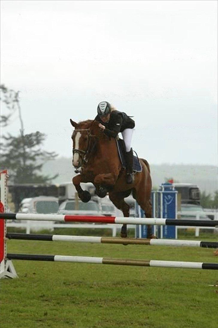 Dansk Varmblod | Dalbæks Anthony [R.I.P 19/6-12] - 3. - Jysk Rideuge 2011, Her rider vi LB, det gik utrolig godt!
 - Foto: 22/7-11  billede 1