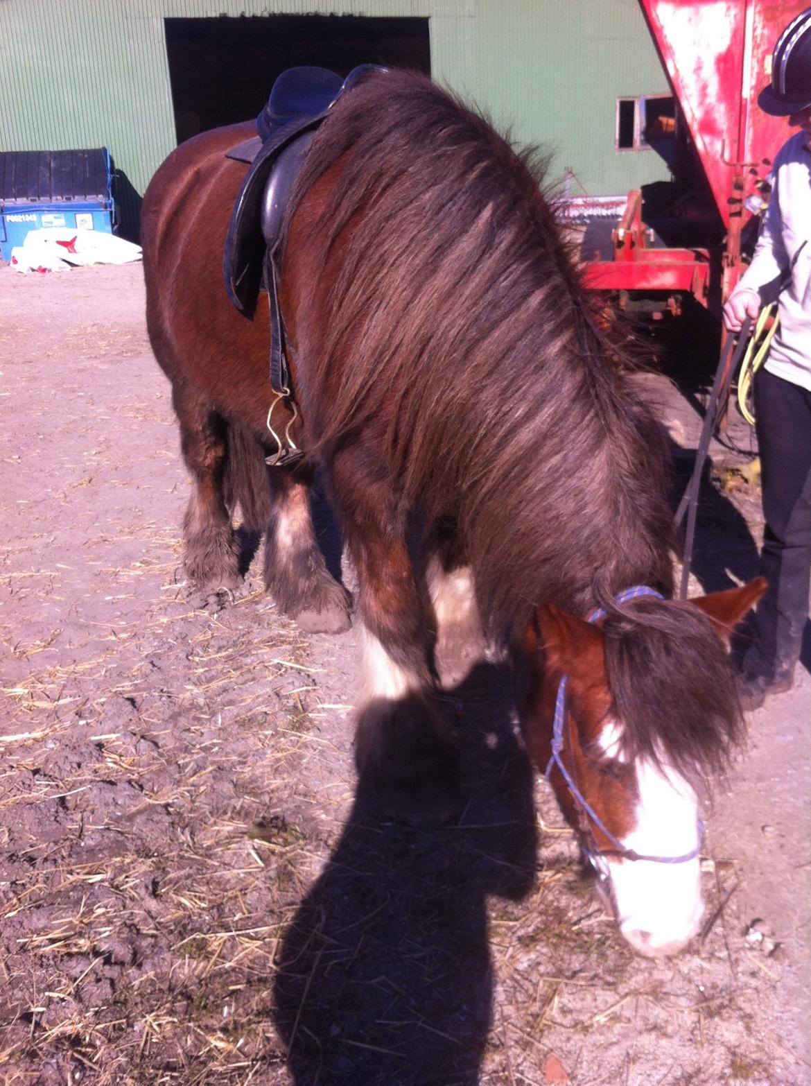 Irish Cob Caffrey  billede 11